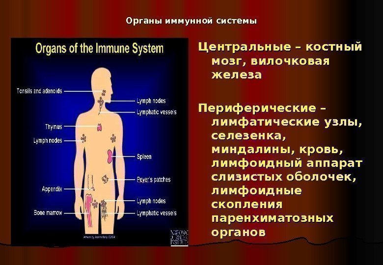   Органы иммунной системы Центральные – костный мозг, вилочковая железа Периферические – лимфатические