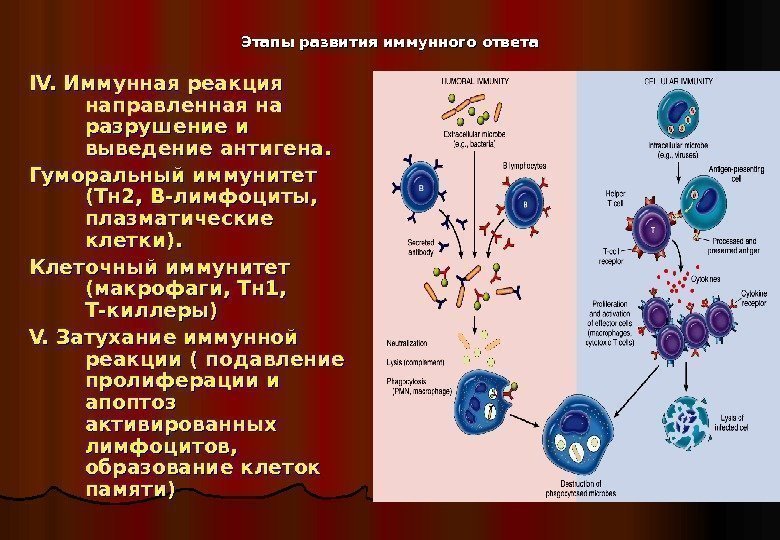   Этапы развития иммунного ответа IV.  Иммунная реакция направленная на разрушение и