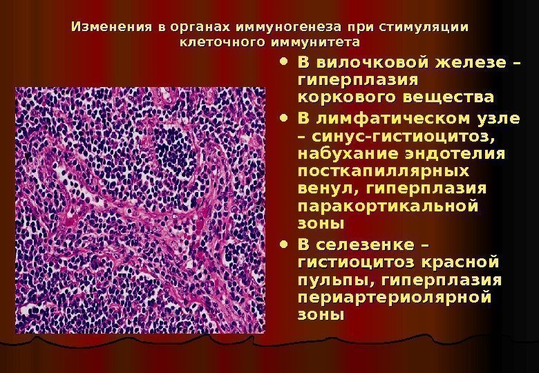   Изменения в органах иммуногенеза при стимуляции клеточного иммунитета В вилочковой железе –
