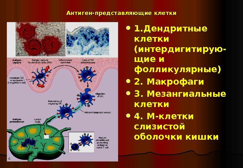   Антиген-представляющие клетки 1. Дендритные клетки (интердигитирую- щие и фолликулярные) 2. Макрофаги 3.