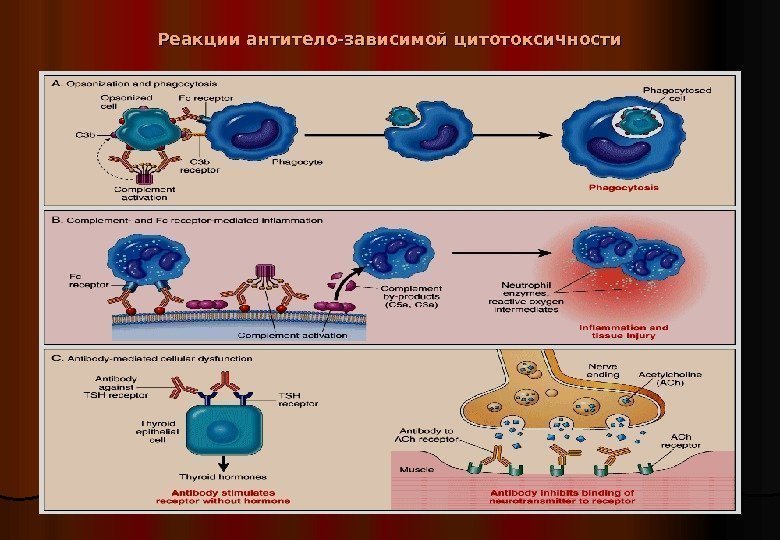   Реакции антитело-зависимой цитотоксичности 