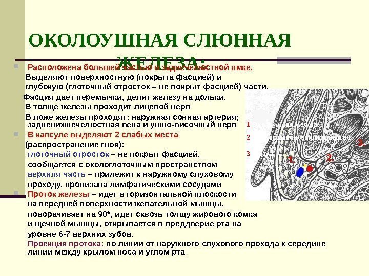   ОКОЛОУШНАЯ СЛЮННАЯ    ЖЕЛЕЗА: Расположена большей частью в заднечелюстной ямке.