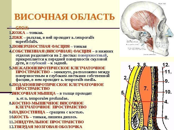  ВИСОЧНАЯ ОБЛАСТЬ СЛОИ: 1. КОЖА  – тонкая. 2. ПЖК – рыхлая, в