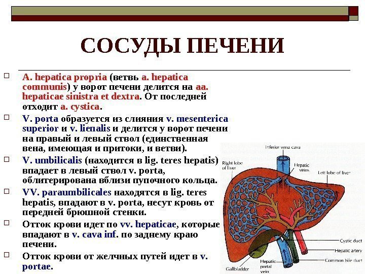   СОСУДЫ ПЕЧЕНИ A.  hepatica propria (ветвь a.  hepatica communis )