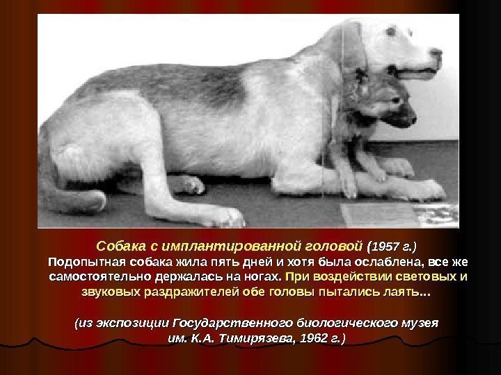   Собака с имплантированной головой (( 1957 г. ))  Подопытная собака жила