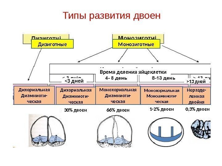 Типы развития двоен Дизиготные Монозиготные Дихориальная Диамниоти- ческая Монохориальная Моноамниоти- ческая Неразде- ленная двойня.