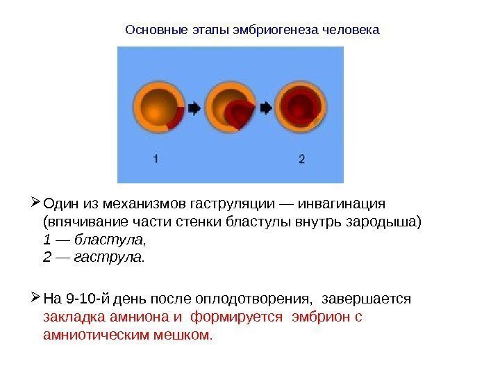 Основные этапы эмбриогенеза человека Один из механизмов гаструляции — инвагинация (впячивание части стенки бластулы