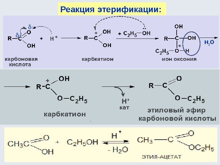 Реакция этерификации:  δ+ δ− Н 2 О 
