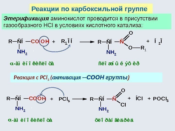 Реакции по карбоксильной группе Этерификация аминокислот проводится в присутствии газообразного HCl в условиях кислотного