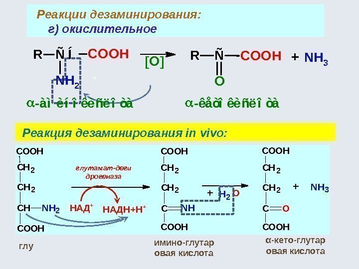   Реакции дезаминирования: г) окислительное  Реакция дезаминирования in vivo: + СН СН