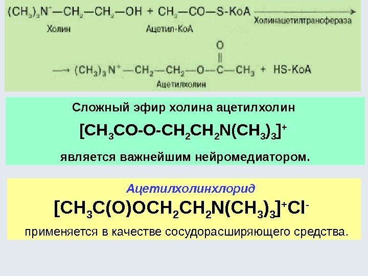 Сложный эфир холина ацетилхолин [CH 3 CO-O-CH 2 N(CH 3 ) 3 ] +