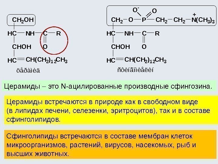 Церамиды  это N-ацилированные производные сфингозина.  Церамиды встречаются в природе как в свободном
