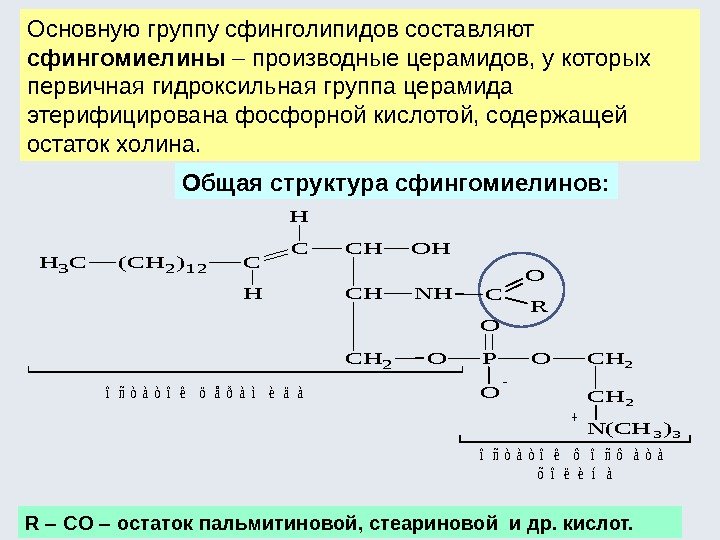 Основную группу сфинголипидов составляют сфингомиелины  производные церамидов, у которых первичная гидроксильная группа церамида