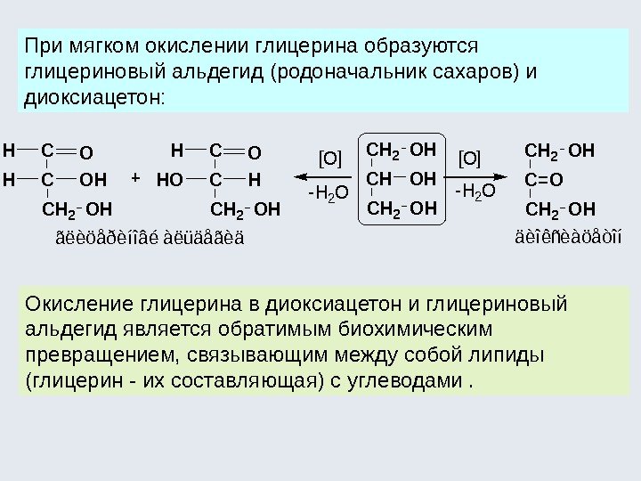 При мягком окислении глицерина образуются глицериновый альдегид (родоначальник сахаров) и диоксиацетон: Окисление глицерина в