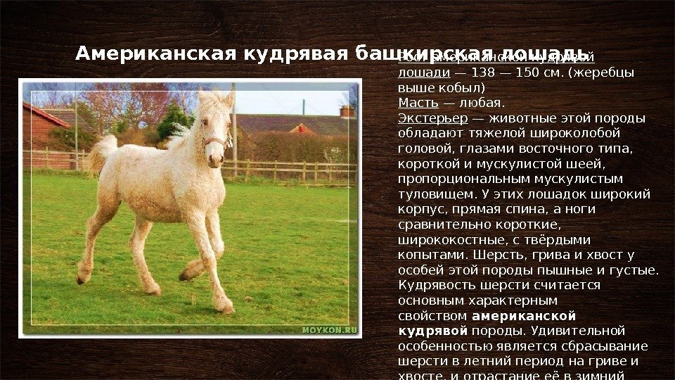 Американская кудрявая башкирская лошадь Рост американской кудрявой лошади — 138 — 150 см. (жеребцы