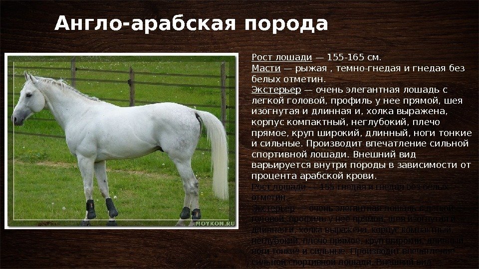 Англо-арабская порода Рост лошади — 155 -165 см. Масти — рыжая , темно-гнедая и