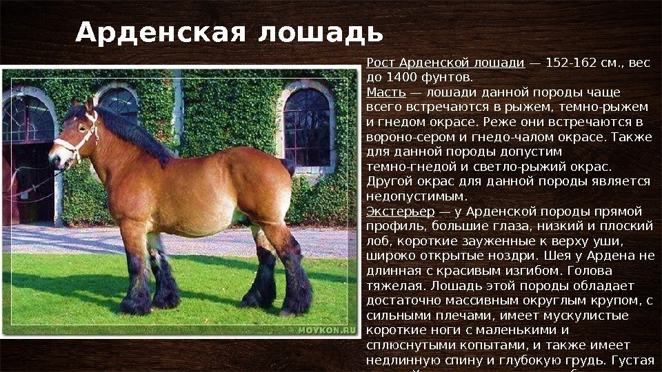 Арденская лошадь Рост Арденской лошади — 152 -162 см. , вес до 1400 фунтов.