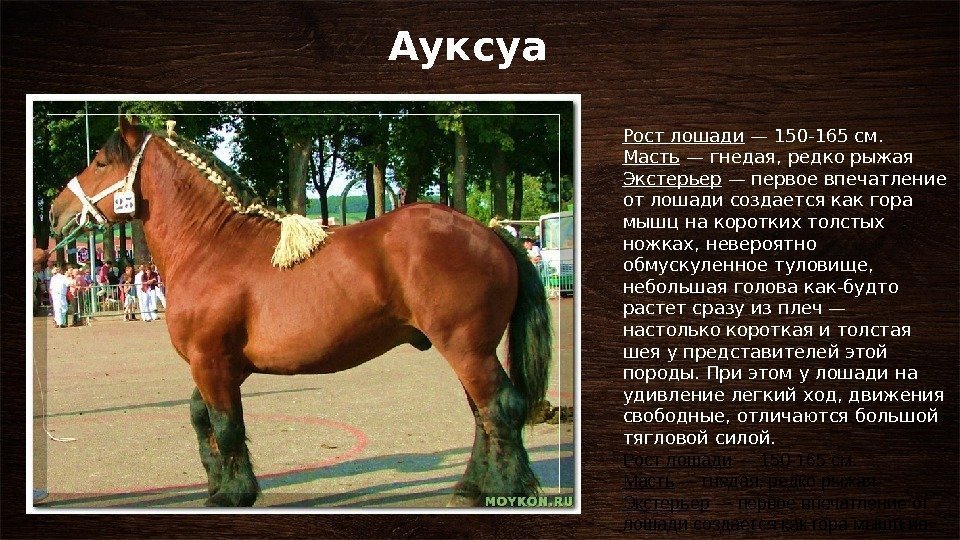      Ауксуа Рост лошади — 150 -165 см. Масть —