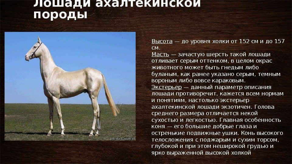 Лошади ахалтекинской породы Высота — до уровня холки от 152 см и до 157