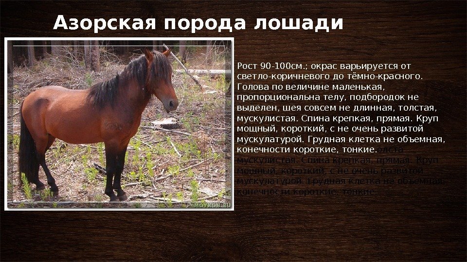 Азорская порода лошади Рост 90 -100 см. ; окрас варьируется от светло-коричневого до тёмно-красного.