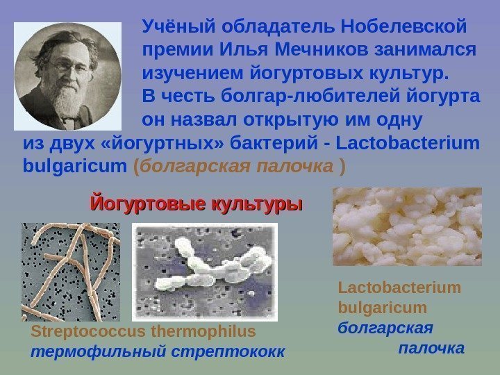 Str eptococcus thermoph i lus  термофильный стрептококк Йогуртовые культуры Lactobacterium bulgaricum  болгарская