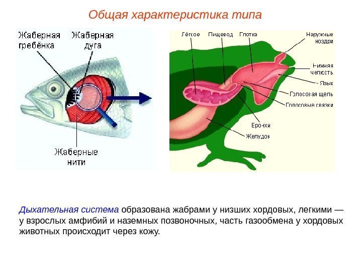 Общая характеристика типа Дыхательная система образована жабрами у низших хордовых, легкими — у взрослых