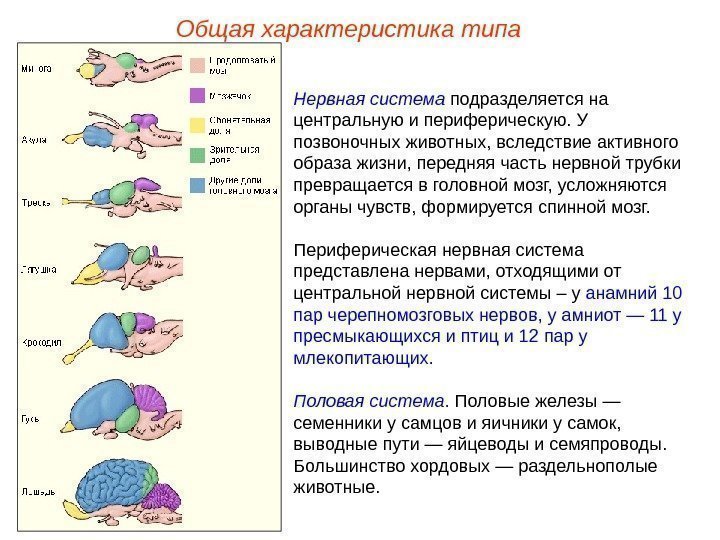 Общая характеристика типа Нервная система подразделяется на центральную и периферическую. У позвоночных животных, вследствие