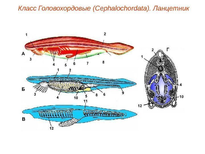 Класс Головохордовые (Cephalochordata). Ланцетник 