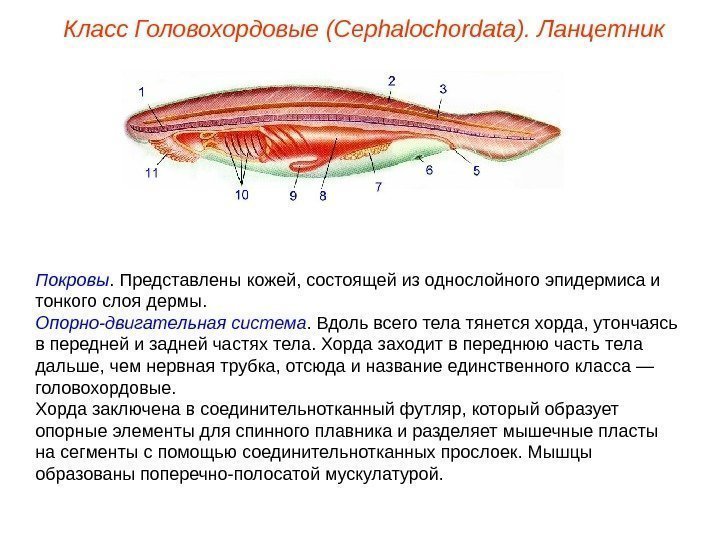 Класс Головохордовые (Cephalochordata). Ланцетник Покровы.  Представлены кожей, состоящей из однослойного эпидермиса и тонкого