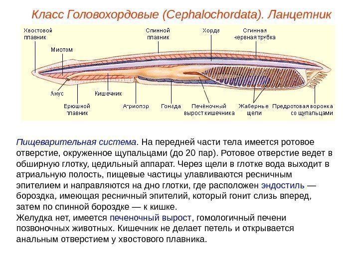 Класс Головохордовые (Cephalochordata). Ланцетник Пищеварительная система. На передней части тела имеется ротовое отверстие, окруженное