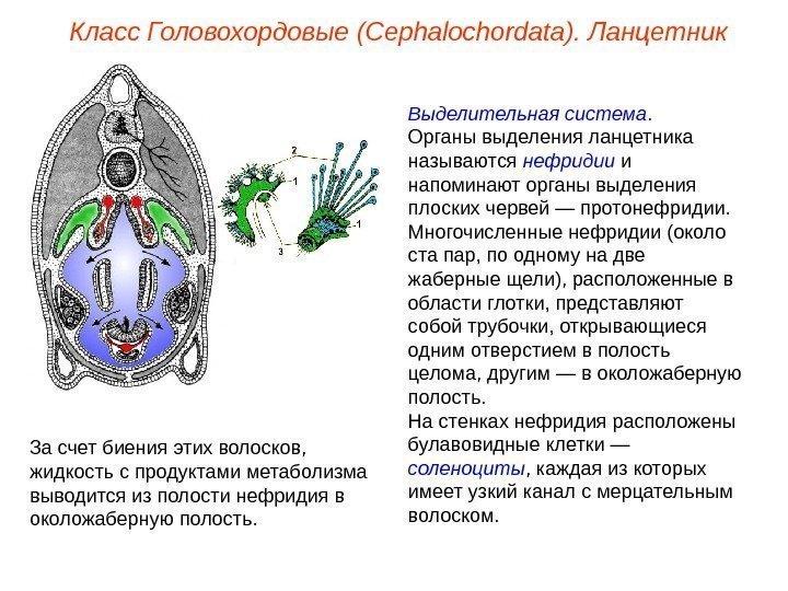 Класс Головохордовые (Cephalochordata). Ланцетник Выделительная система.  Органы выделения ланцетника называются нефридии и напоминают