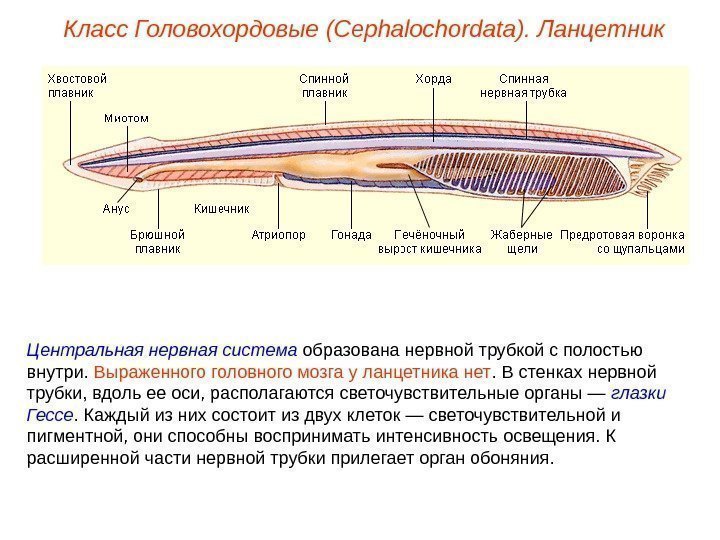 Класс Головохордовые (Cephalochordata). Ланцетник Центральная нервная система образована нервной трубкой с полостью внутри. 