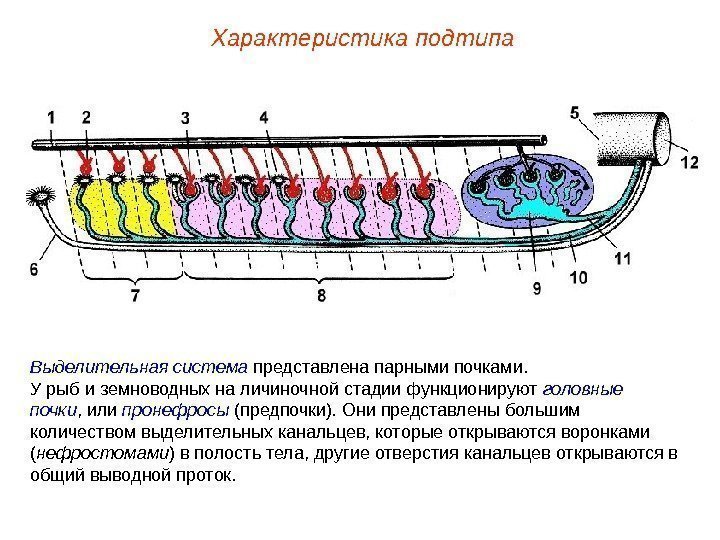 Характеристика подтипа Выделительная система  представлена парными почками. У рыб и земноводных на личиночной
