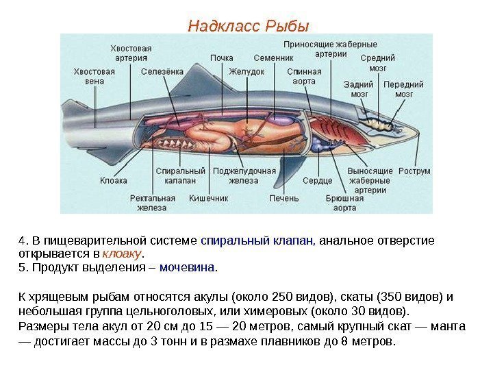 Надкласс Рыбы 4. В пищеварительной системе спиральный клапан,  анальное отверстие открывается в клоаку.
