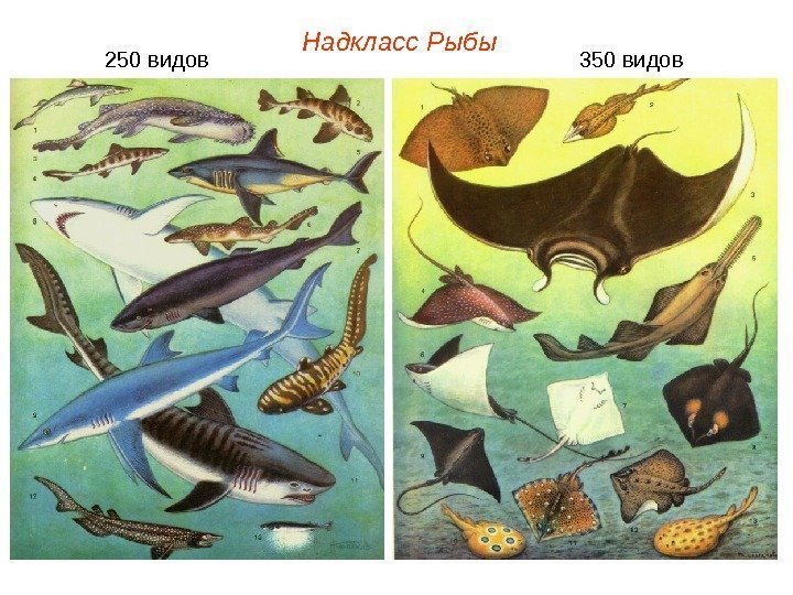Надкласс Рыбы 250 видов      350 видов 