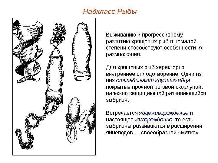 Надкласс Рыбы Выживанию и прогрессивному развитию хрящевых рыб в немалой степени способствуют особенности их