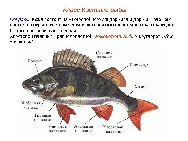 Класс Костные рыбы Покровы.  Кожа состоит из многослойного эпидермиса и дермы.  Тело,