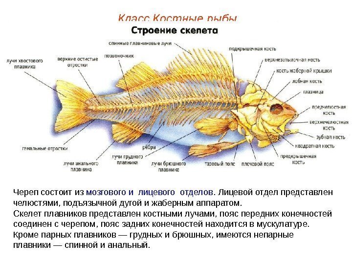 Класс Костные рыбы Череп состоит из мозгового и лицевого отделов. Лицевой отдел представлен челюстями,