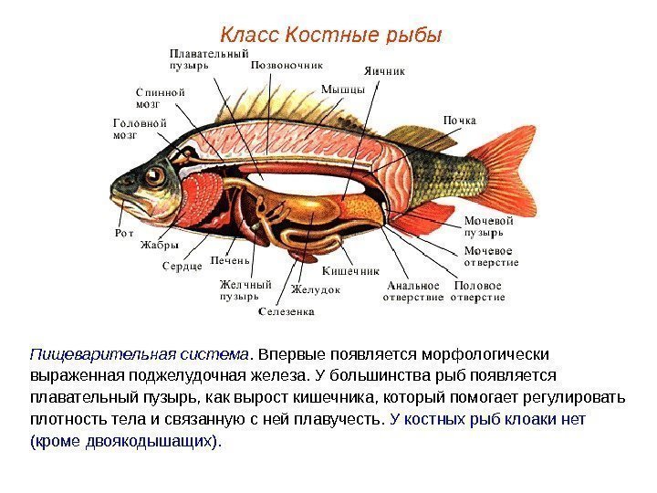 Класс Костные рыбы Пищеварительная система. Впервые появляется морфологически выраженная поджелудочная железа. У большинства рыб