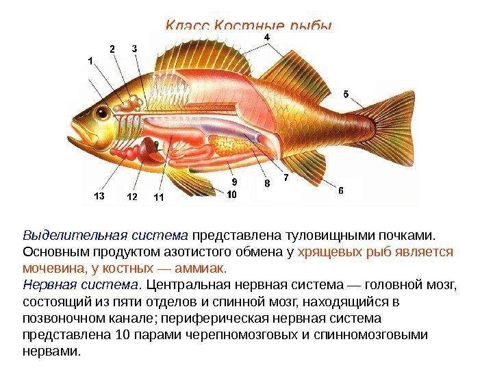 Класс Костные рыбы Выделительная система представлена туловищными почками.  Основным продуктом азотистого обмена у