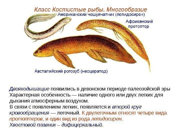Класс Костистые рыбы. Многообразие Двоякодышащие появились в девонском периоде палеозойской эры Характерная особенность —