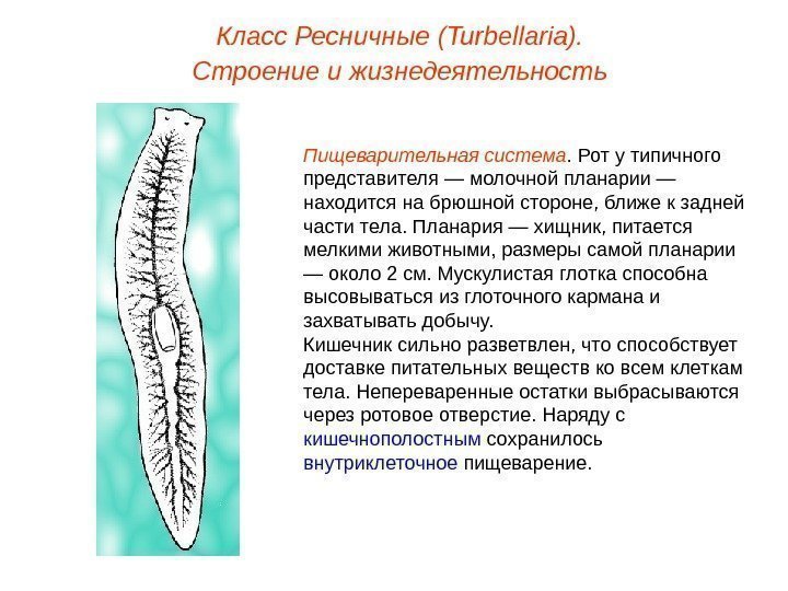 Класс Ресничные (Turbellaria). Строение и жизнедеятельность Пищеварительная система.  Рот у типичного представителя —
