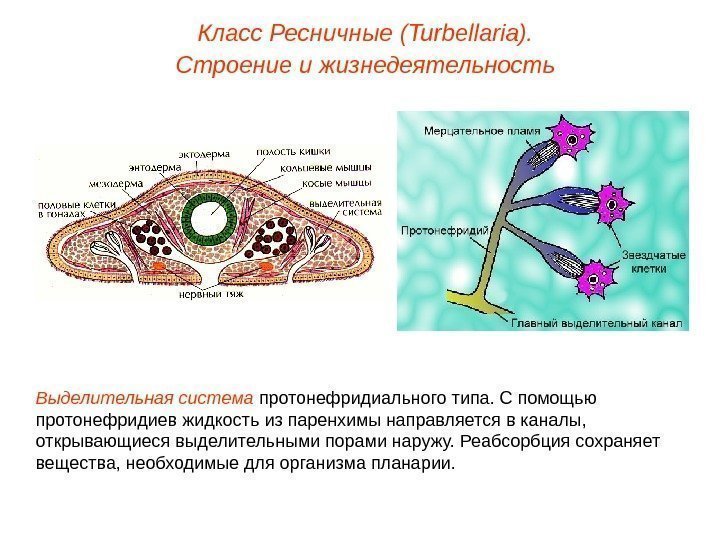 Класс Ресничные (Turbellaria). Строение и жизнедеятельность Выделительная система протонефридиального типа. С помощью протонефридиев жидкость