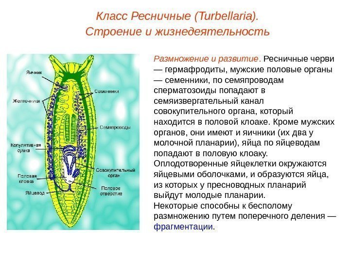 Класс Ресничные (Turbellaria). Строение и жизнедеятельность Размножение и развитие.  Ресничные черви — гермафродиты,