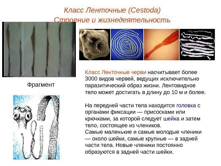 Класс Ленточные (Cestoda) Строение и жизнедеятельность Класс Ленточные черви насчитывает более 3000 видов червей,