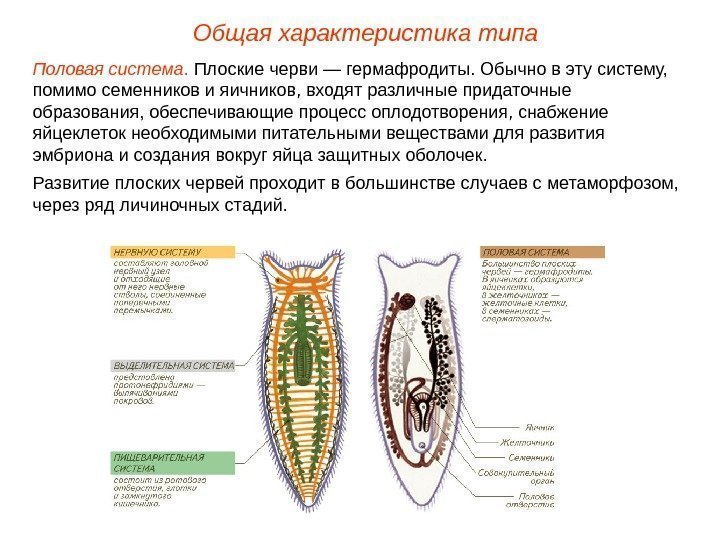 Общая характеристика типа Половая система.  Плоские черви — гермафродиты. Обычно в эту систему,