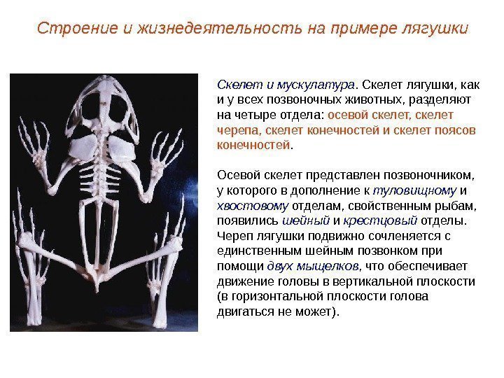 Строение и жизнедеятельность на примере лягушки Скелет и мускулатура. Скелет лягушки, как и у