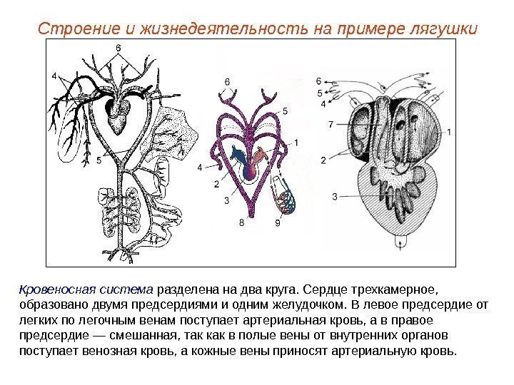 Кровеносная система разделена на два круга. Сердце трехкамерное,  образовано двумя предсердиями и одним