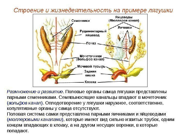 Размножение и развитие. Половые органы самца лягушки представлены парными семенниками. Семявыносящие канальцы впадают в