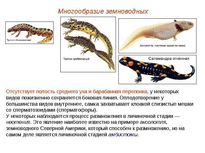 Многообразие земноводных Отсутствует полость среднего уха и барабанная перепонка,  у некоторых видов пожизненно